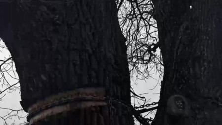 Во Владимире на 100-летнем дубе лопнула металлическая цепь