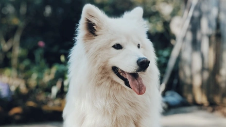 Во Владимире в Добром третий раз за год объявили карантин по бешенству