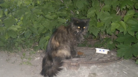 В деревне под Суздалем обнаружили очаг бешенства