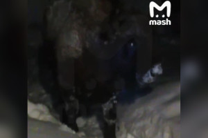 К жительнице Владимирской области в гости зашел зубр