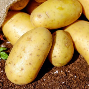 Жители Владимирской области собрались сажать картошку в ответ на санкции