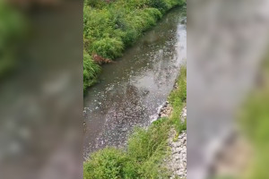 Во Владимире нашли виновника загрязнения реки Рпень 