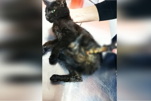 Во Владимире из-под капота машины достали перебитого кота