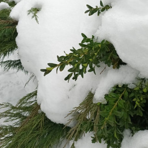 В выходные во Владимирскую область придет похолодание до -5