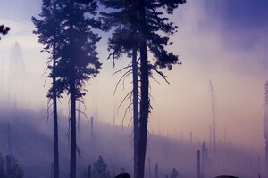 Во Владимирской области спрогнозировали ухудшение ситуации по лесным пожарам в 7 районах
