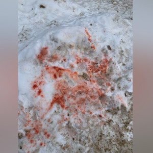 Жители Коврова испугались рассыпанной во дворе отравы для собак