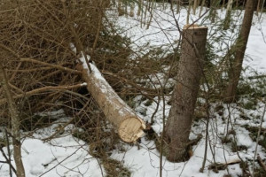 В Муроме массовая вырубка елей привела к уголовному делу