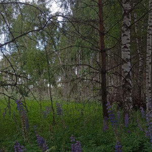 День святого Вита: что можно и нельзя делать 28 июня
