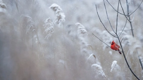 Прогноз погоды во Владимирской области на 24 января