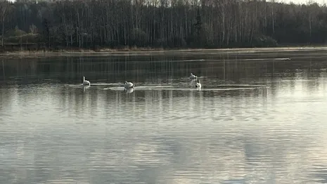 В Собинском районе на пруду заметили белых лебедей