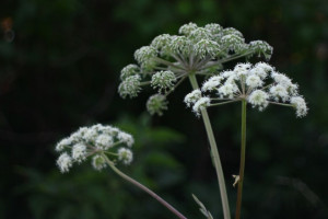 Во Владимирской области борщевик заполонил почти 97 га сельской земли
