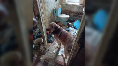 Во Владимирской области брошенный пес жил в разрушенном доме 1,5 года