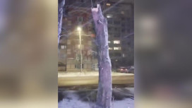 Дерево рухнуло на прохожих в Гусь-Хрустальном: есть пострадавшие