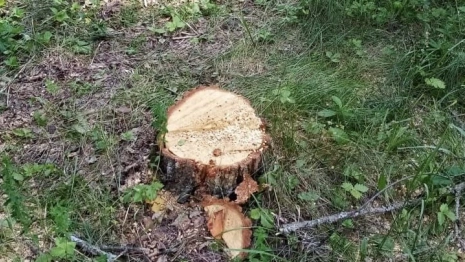 Вырубка леса в Селивановском районе обернулась уголовным делом
