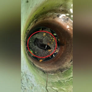 В Судогде пожарные спасли упавшую в колодец собаку 