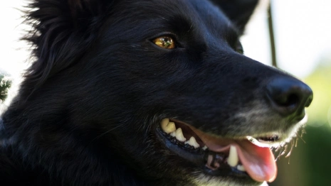 Жители Коврова испугались стаи бродячих собак