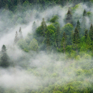 Разыскиваемую во Владимирской области 85-летнию бабушку из Обнинска нашли живой