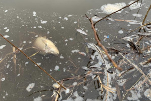 Владимирцы пожаловались на пластиковые отходы и мертвую рыбу в Клязьме