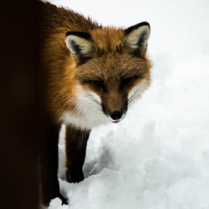 Стала известна причина карантина в двух районах Владимирской области