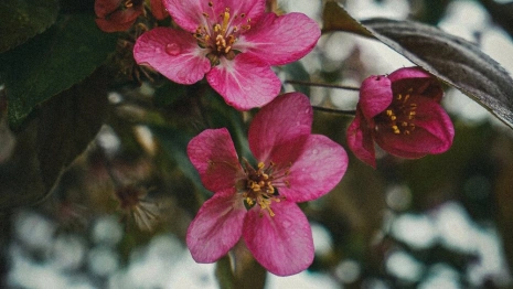 Необычные яблони зацвели в центре Владимира