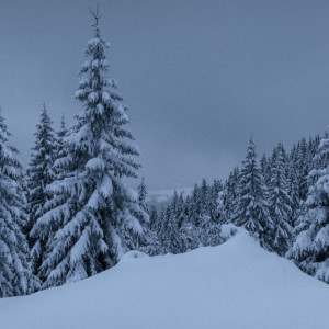 Во Владимирской области 32-летнего мужчину спустя 3 месяца нашли мертвым