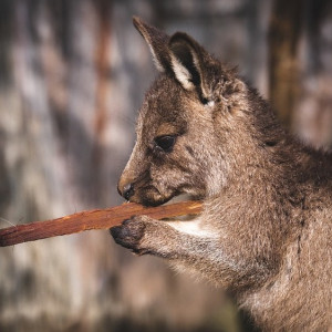 Во Владимирской области организатора выставки оштрафовали за плохое содержание экзотов