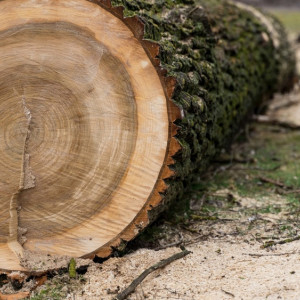 В Коврове неизвестные вырубили сосны на 800 тыс. рублей