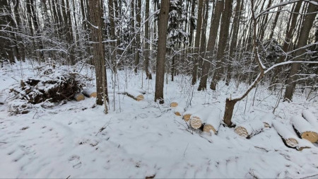 Во Владимире вырубка деревьев в парке «Дружба» обернулась уголовным делом