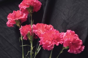 Владимирцам предложили возложить цветы в память о жертвах теракта в «Крокусе»