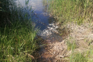 В Судогодском районе в озере Якушевское массово погибла рыба