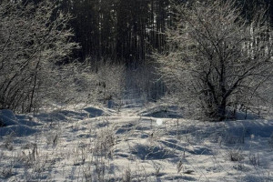 Метель и ураганный ветер обрушатся на Владимирскую область