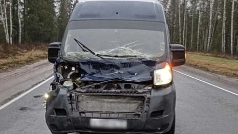 В Судогодском районе микроавтобус сбил лося