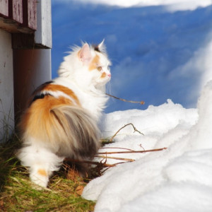 Прогноз погоды во Владимирской области на 19 марта