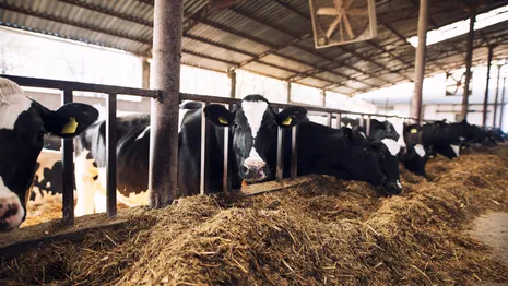 Во Владимирской области планируют увеличить производство молока в 1,5 раза