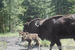 В природном заказнике в Вязниковском районе родились 2 зубренка