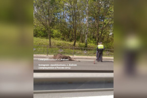 Сбитый в Боголюбово лось погиб