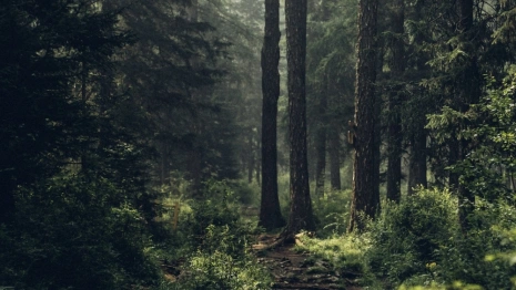 В лесу в Петушинском районе заблудилась 90-летняя бабушка