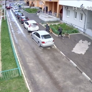 Нападение собаки на ребенка во Владимире попало на видео