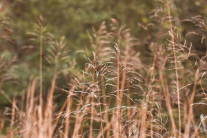 Во Владимирской области собственник превратил сельхозугодья в заросли 