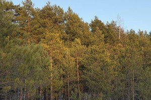 Прогноз погоды во Владимирской области на 26 марта 2026 года