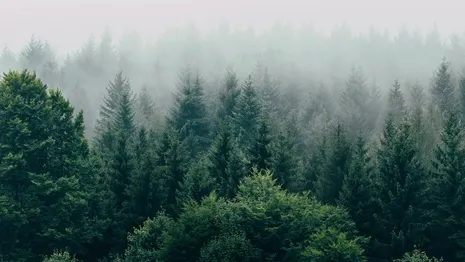 Во Владимирской области засадят 6,4 тыс. га леса