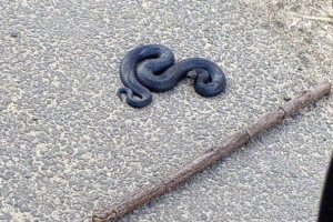 Во Владимирской области проснулись гадюки
