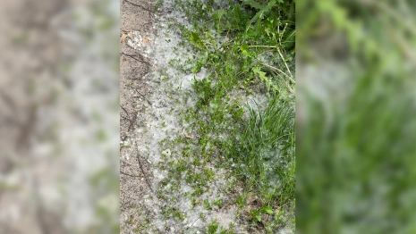 Владимир начал утопать в тополином пухе