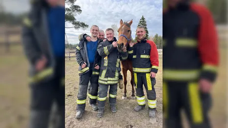 Во Владимирской области пожарные спасли лошадей
