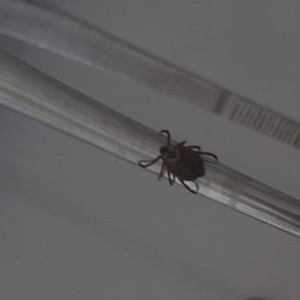 С жителей Владимирской области сняли 13 зараженных болезнью Лайма клещей