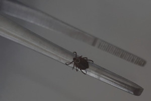 Клещи укусили 112 взрослых и 53 ребенка во Владимирской области за неделю