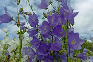 Прогноз погоды во Владимире и области на 25 июня