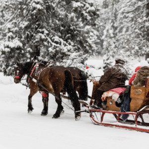 Во Владимирской области утвердили штрафы за стихийное катание на лошадях