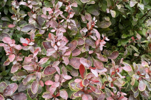 Прогноз погоды во Владимирской области на 15 июля 2025 года