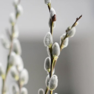 Вербное воскресенье: что можно и чего нельзя делать 9 апреля